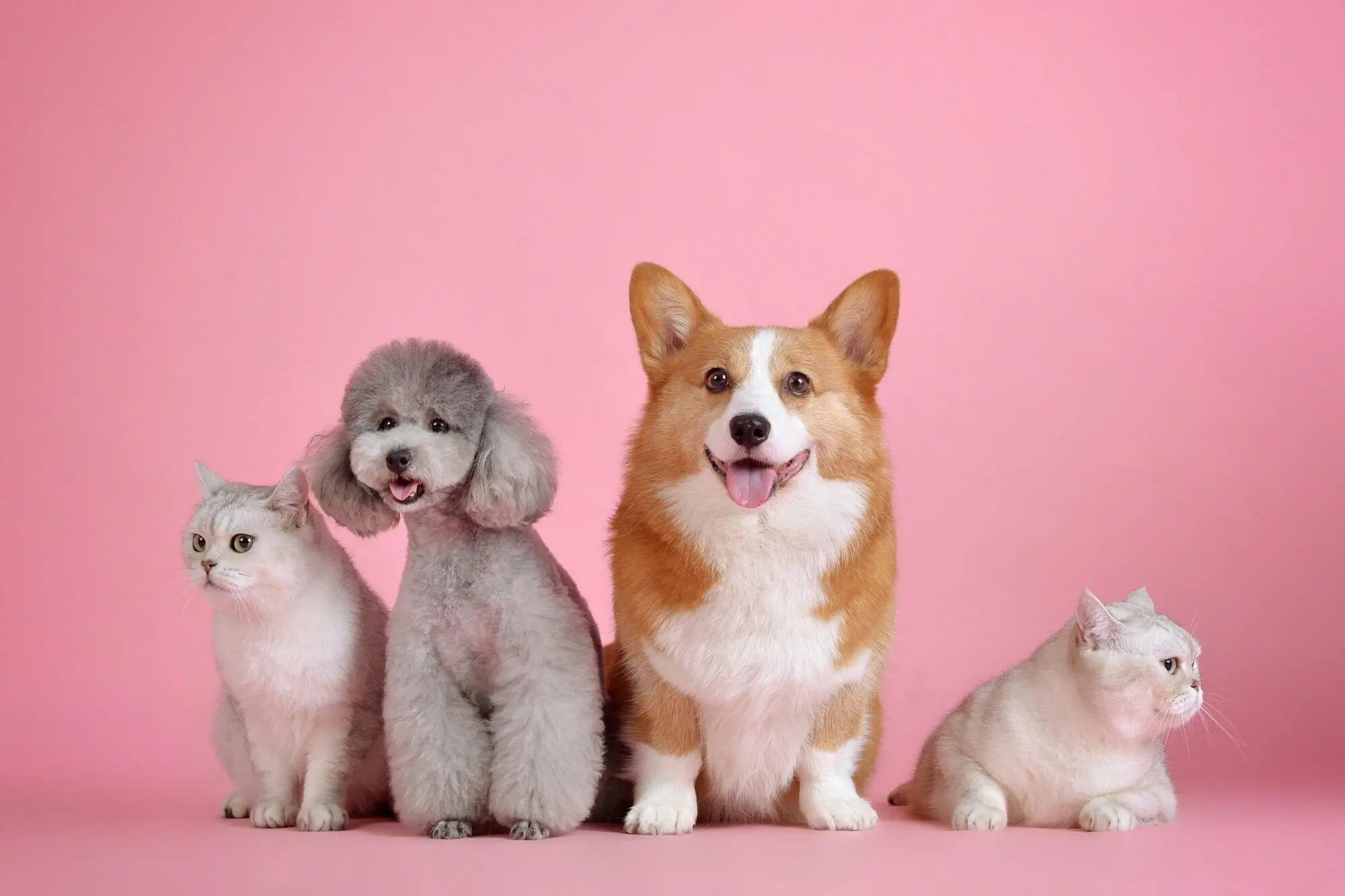 Pet Rent and Pet Deposit Guidelines in Charlotte, NC